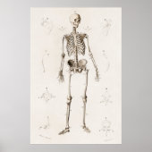 Antiek medisch skeleton anatomiediagram Poster (Voorkant)