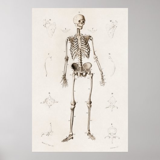 Antiek medisch skeleton anatomiediagram Poster (Voorkant)