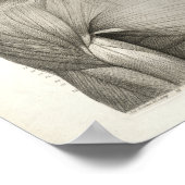 Antiek medische anatomie Afdrukspieren Hoofd nek Poster (Hoek)