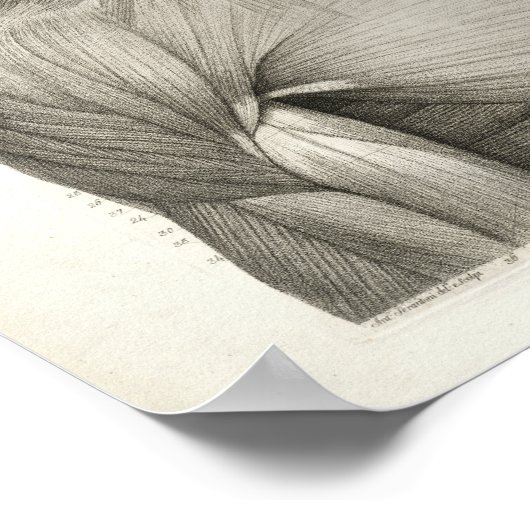 Antiek medische anatomie Afdrukspieren Hoofd nek Poster (Hoek)