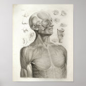 Antiek medische anatomie Afdrukspieren Hoofd nek Poster (Voorkant)