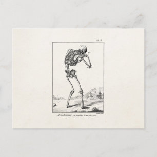 Antiek menselijk skelet Medische anatomie Briefkaart