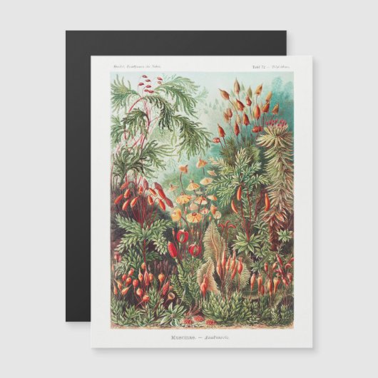  Antiek Natuur Bloemen regenwoud (Voorkant / Achterkant)
