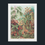 Antiek Natuur Bloemen regenwoud<br><div class="desc">Deze magnetische kaart is voorzien van 'Muscinae - Laubmoose' door A. Giltsch,  uit de "Kunstformen der Natur" van Ernst Haeckel uit 1904 (in Natuur). Voor meer als dit,  en een brede waaier van andere producten,  gelieve onze winkel te bezoeken.</div>
