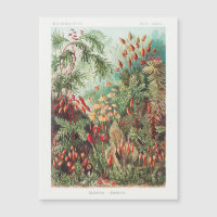 Antiek Natuur Bloemen regenwoud