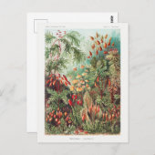  Antiek Natuur Bloemen regenwoud Briefkaart (Voorkant / Achterkant)