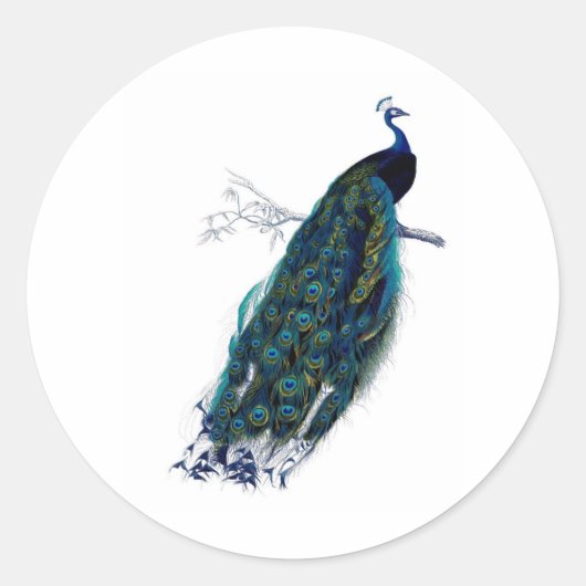 Antiek natuurgeschiedenis print pacock ronde sticker (Voorkant)
