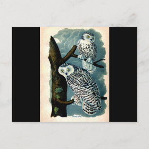 Antiek Natuurhistorisch Snowy Owl Print Briefkaart