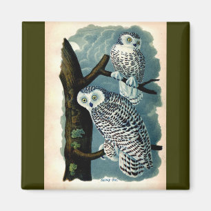 Antiek Natuurhistorisch Snowy Owl Print Magneet