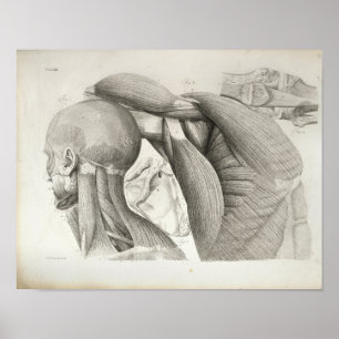 Antiek nekschouderspieren Medische druk Poster