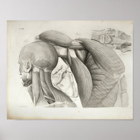 Antiek nekschouderspieren Medische druk Poster (Voorkant)