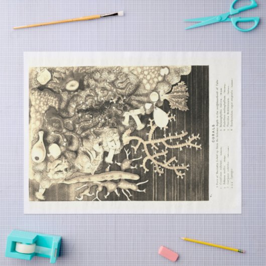 Antiek  oceaankoralen beige tissuepapier (Craft)