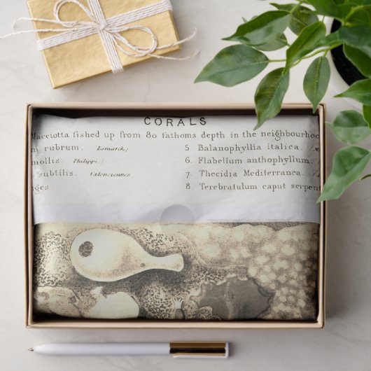 Antiek  oceaankoralen beige tissuepapier (Geschenk)