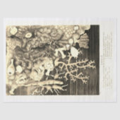 Antiek  oceaankoralen beige tissuepapier (Voorkant)