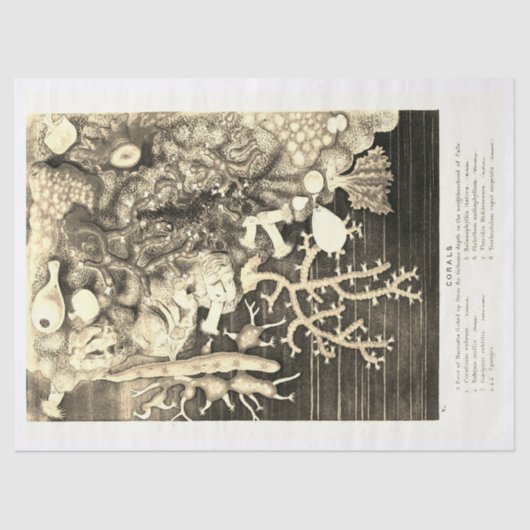 Antiek  oceaankoralen beige tissuepapier (Voorkant)