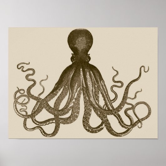 Antiek Octopus Poster (Voorkant)