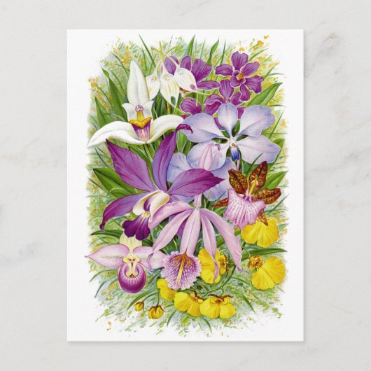 Antiek/ orchideeën Floral Briefkaart (Voorkant)