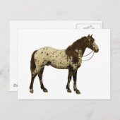 Antiek paarden - Appaloosa Briefkaart (Voorkant / Achterkant)