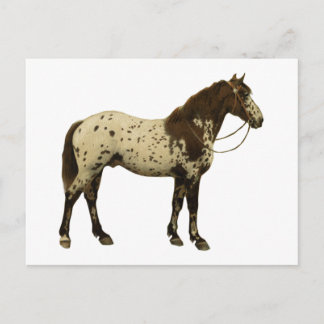 Antiek paarden - Appaloosa Briefkaart