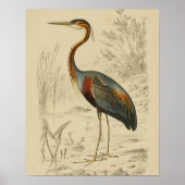Antiek Paars Heron Travies Edouard Print (Voorkant)
