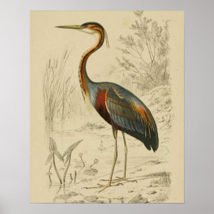 Antiek Paars Heron Travies Edouard Print