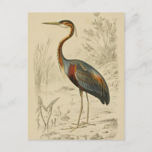 Antiek Paars Heron Travies Edouard Print Feestdagenkaart
