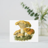 Antiek paddenstoel Afdrukken 13 Briefkaart (Staand voorkant)