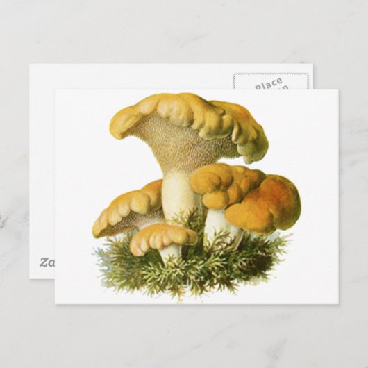 Antiek paddenstoel Afdrukken 13 Briefkaart (Voorkant / Achterkant)