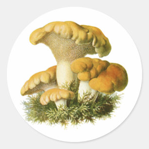 Antiek paddenstoel Afdrukken 13 Ronde Sticker