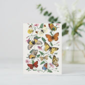 Antiek Paul Gervais Vlinders Natuurlijke historie Briefkaart (Staand voorkant)