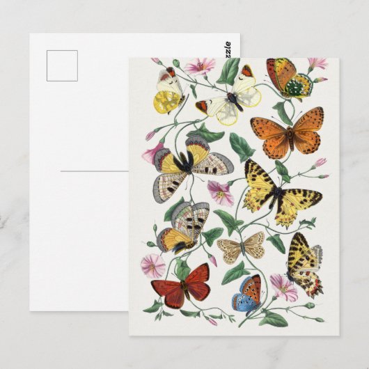 Antiek Paul Gervais Vlinders Natuurlijke historie Briefkaart (Voorkant / Achterkant)