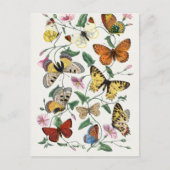 Antiek Paul Gervais Vlinders Natuurlijke historie Briefkaart (Voorkant)