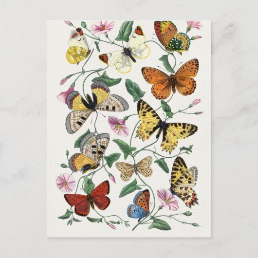 Antiek Paul Gervais Vlinders Natuurlijke historie Briefkaart (Voorkant)