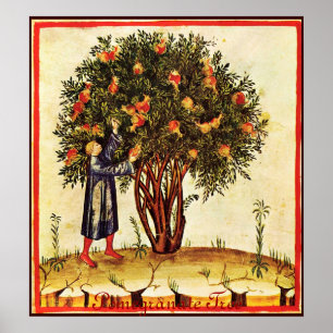 ANTIEK POMEGRANAAT TREE POSTER