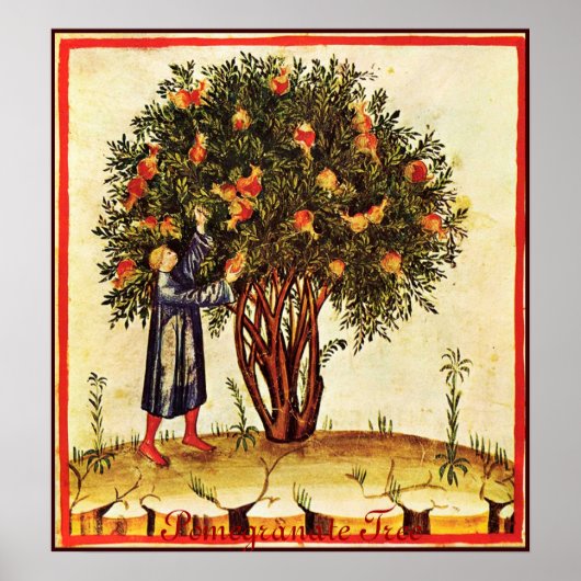 ANTIEK POMEGRANAAT TREE POSTER (Voorkant)