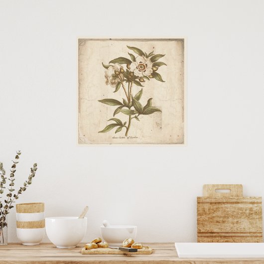 Antiek Poster met botanische afdruk Cistus, Rock R (Keuken)