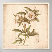 Antiek Poster met botanische afdruk Cistus, Rock R (Voorkant)