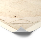 Antiek Poster met botanische afdruk Sweet Williams (Hoek)