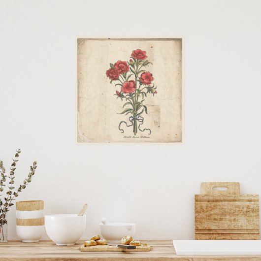 Antiek Poster met botanische afdruk Sweet Williams (Keuken)