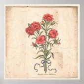 Antiek Poster met botanische afdruk Sweet Williams (Voorkant)