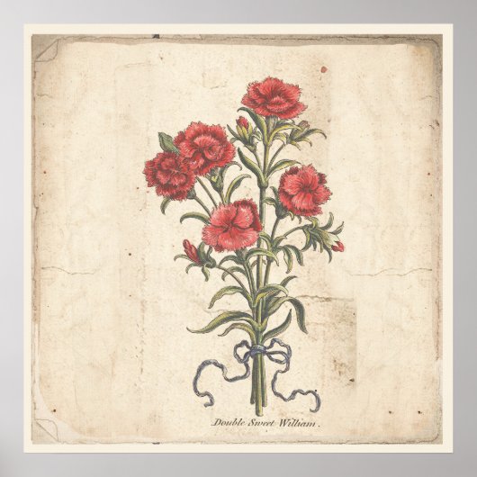 Antiek Poster met botanische afdruk Sweet Williams (Voorkant)
