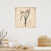Antiek Poster met botanische afdruk Wit Narcissus (Keuken)