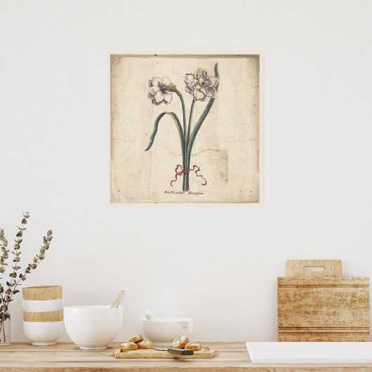 Antiek Poster met botanische afdruk Wit Narcissus (Keuken)