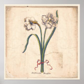 Antiek Poster met botanische afdruk Wit Narcissus (Voorkant)