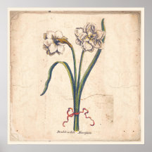 Antiek Poster met botanische afdruk Wit Narcissus