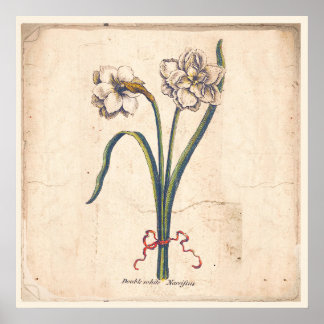 Antiek Poster met botanische afdruk Wit Narcissus