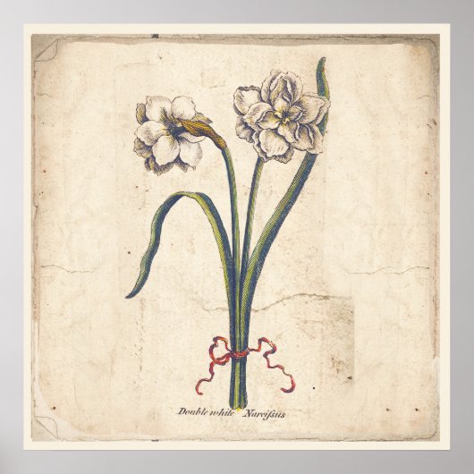 Antiek Poster met botanische afdruk Wit Narcissus (Voorkant)