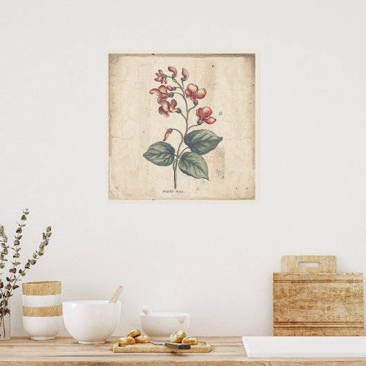 Antiek Poster voor botanische afdruk Scarlet Runne (Keuken)
