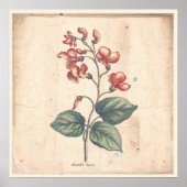 Antiek Poster voor botanische afdruk Scarlet Runne (Voorkant)