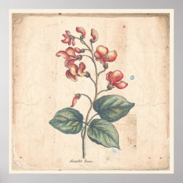 Antiek Poster voor botanische afdruk Scarlet Runne